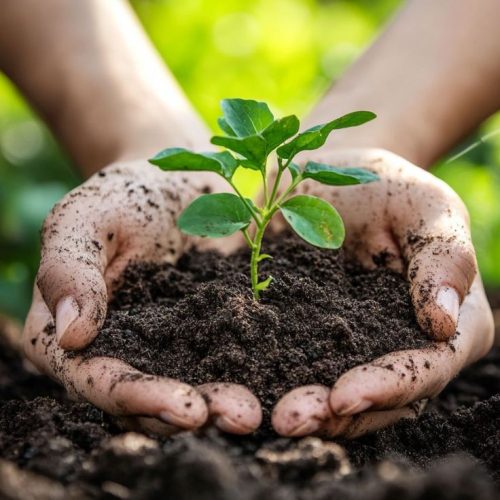 Best Organic Fertilizers for Summer Growth